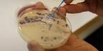 A petri dish with bacteriae is held by a hand.