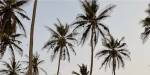 Grønne palmer på Cape Coast-stranda i Ghana
