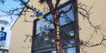 laminerte hjerter i i fargene til det ukrainske flagget henger i et tynt bjørketre i en gate i Kirkenes