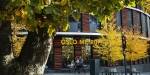 OsloMet's campus building at Pilestredet 32 seen through leaves in golden autumn colours. Photo: Benjamin A. Ward