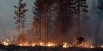 A forest on fire with flames and smoke on the ground.