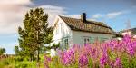 Kvitt hus ved sida av eit furutre på ein solskinsdag med rosa blomar i hagen.