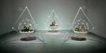 Kunstprosjekt av Maria Castellanos Vicente. Tre potteblomster henger i vært sitt trekantede stativ. Plantene er omgitt av hver sin glasskuppel med noe som ligner på elektroder.