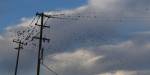 birds on a wire