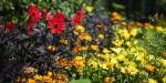 Red, orange and yellow flowers.