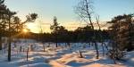 Sun going down behind a hill in the forest lighting up the snow and making it shine orange.