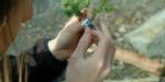 Student are studying a plant