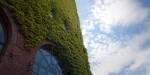Picture of a wall at OsloMet with green climbing plants