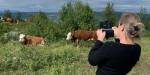 Kvinne som fotograferer kuer på fjellbeite
