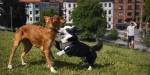 Dogs playing at Idioten park. Photo: Benjamin A. Ward